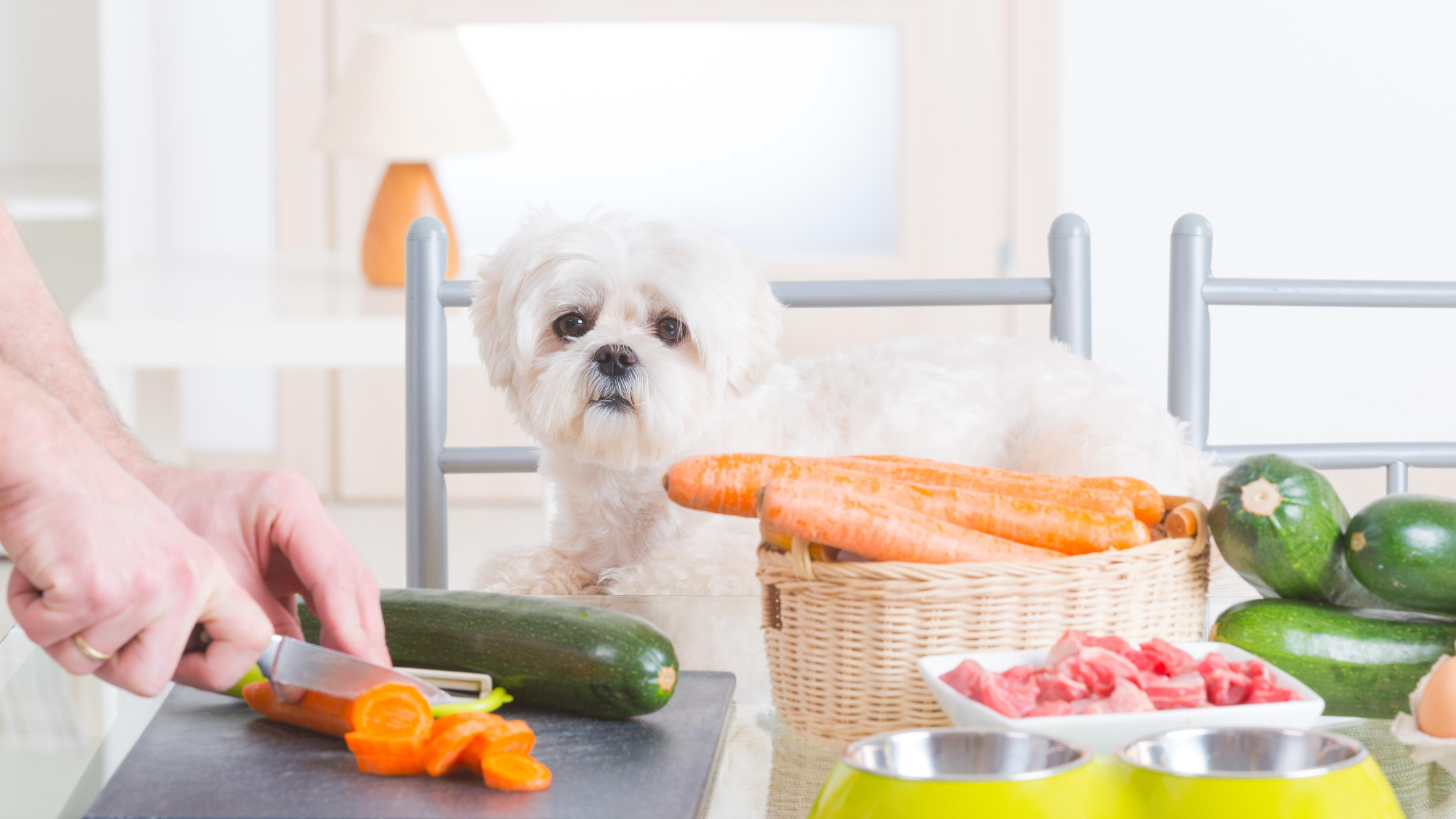 Dog Food Nutrition
