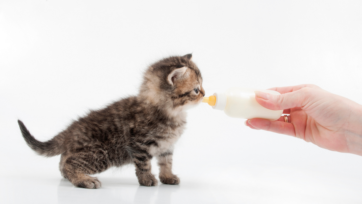 Kitten Nutrition 101 - Cat Food & Cat Nutrition (Part 1)