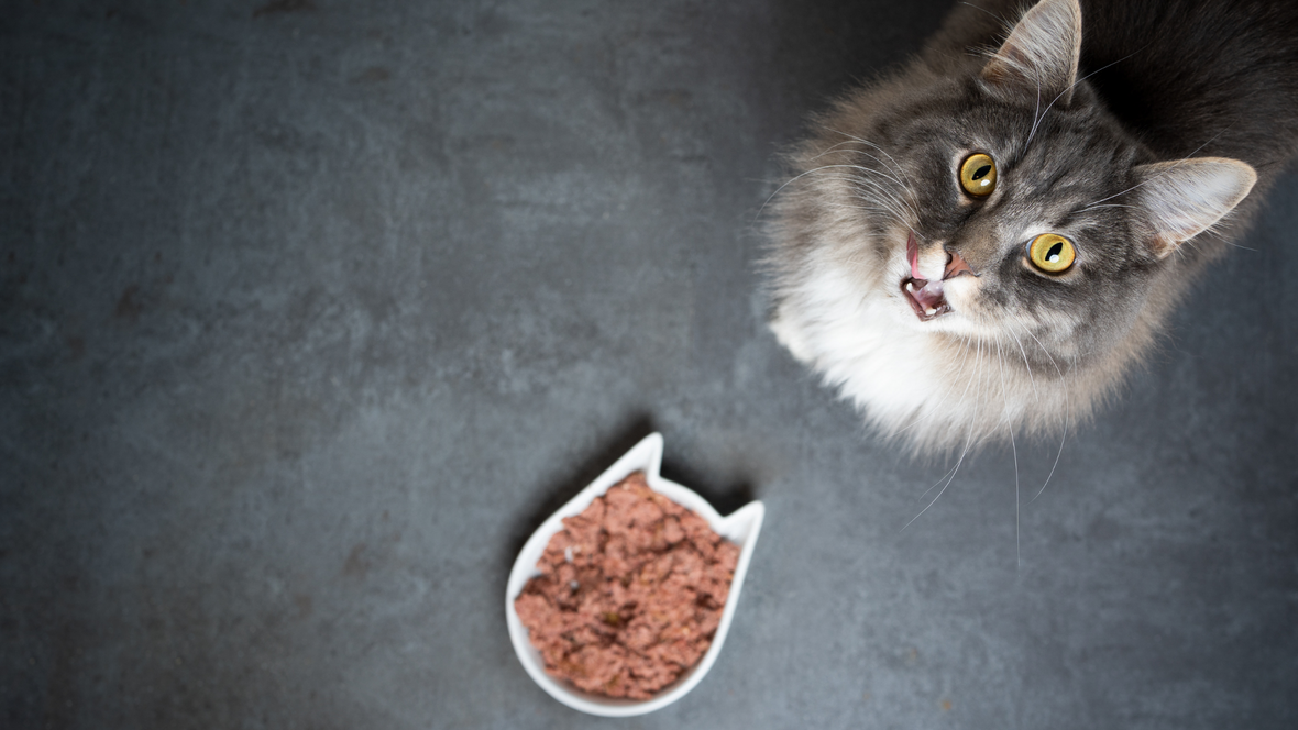 Benefits Of Vitamins And Minerals For Cats