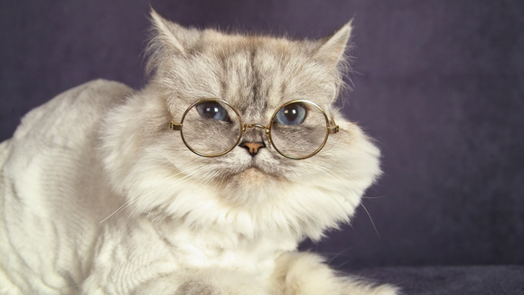 Senior Cat Nutrition 101 - Cat Food & Cat Nutrition (Part 3)