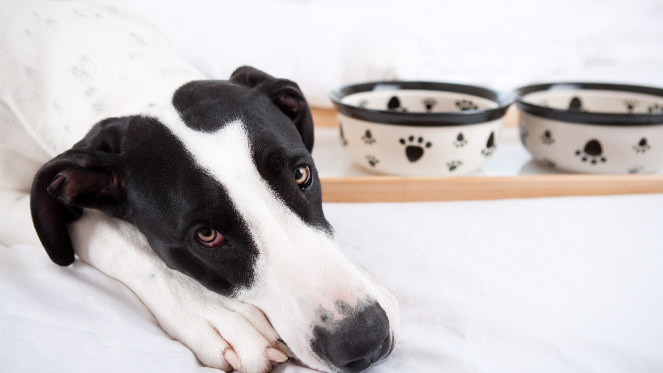 What Is Pancreatitis? How To Choose Dog Food For Pancreatitis?
