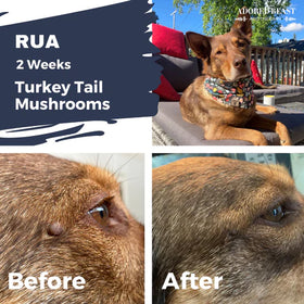 Adored Beast - Turkey Tail Mushrooms (Liquid Triple Extract)