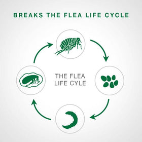 Bayer - Advantage II - Topical Flea Treatment for Cats (For Cats 2.3kg - 4kg)-ARMOR THE POOCH