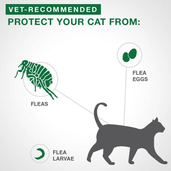 Bayer - Advantage II - Topical Flea Treatment for Cats (For Cats 2.3kg - 4kg)-ARMOR THE POOCH