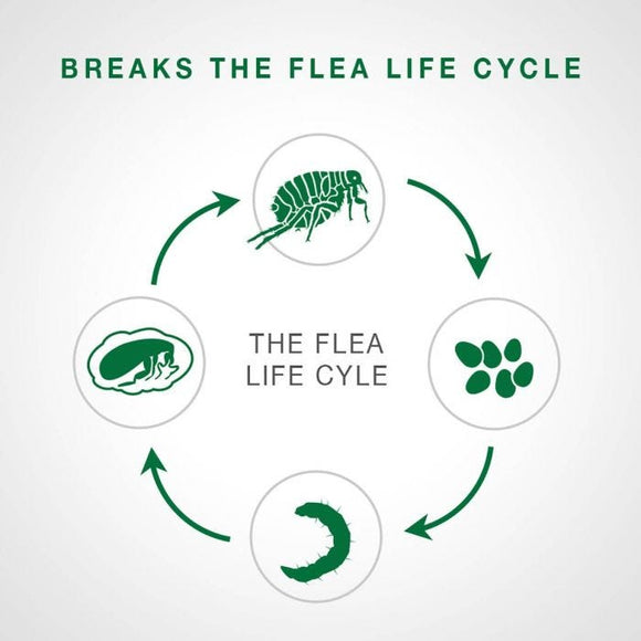 Bayer - Advantage II - Topical Flea Treatment for Dogs (For Dogs under 4.5kg)-ARMOR THE POOCH