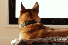 BeOneBreed - Silicone Collar - All Black