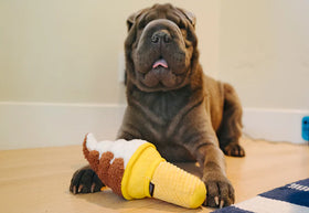 P.L.A.Y | Snack Attack Collection | Dog Toy Near Me | ARMOR THE POOCH