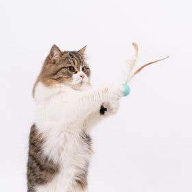 Pidan | Bouncy Ball for Cat | Pet Store Near Me Toronto | ARMOR THE POOCH