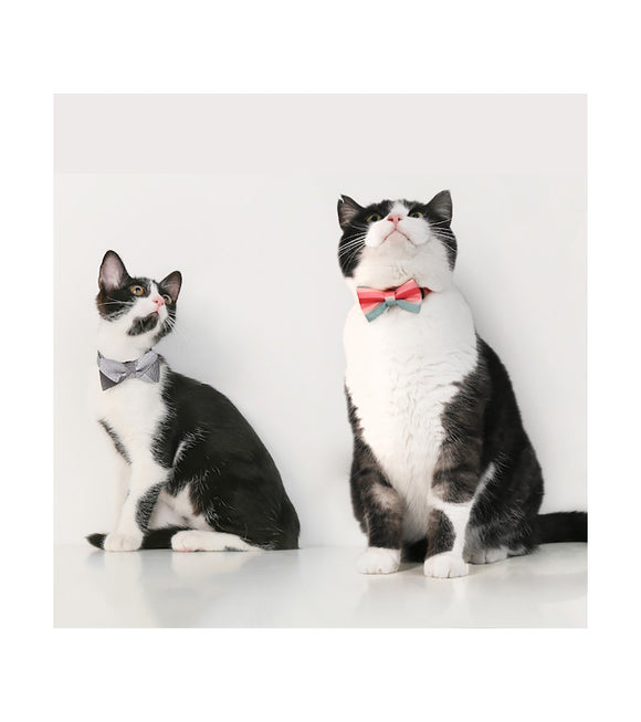 pidan - Cat Bow Tie Collar