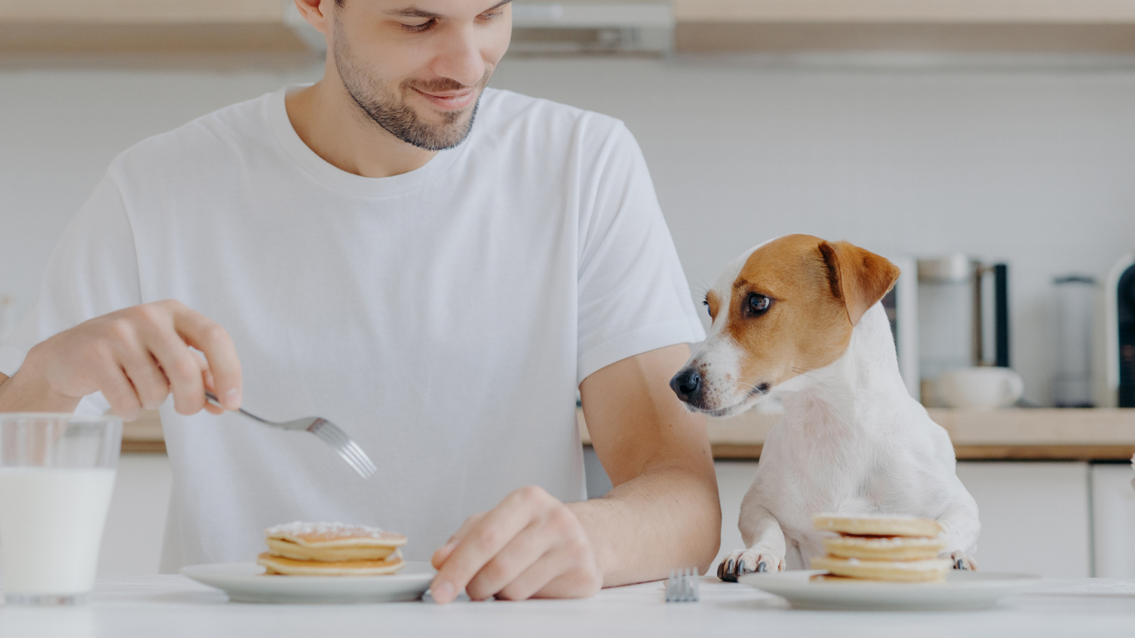 Adult Dog Nutrition FAQS