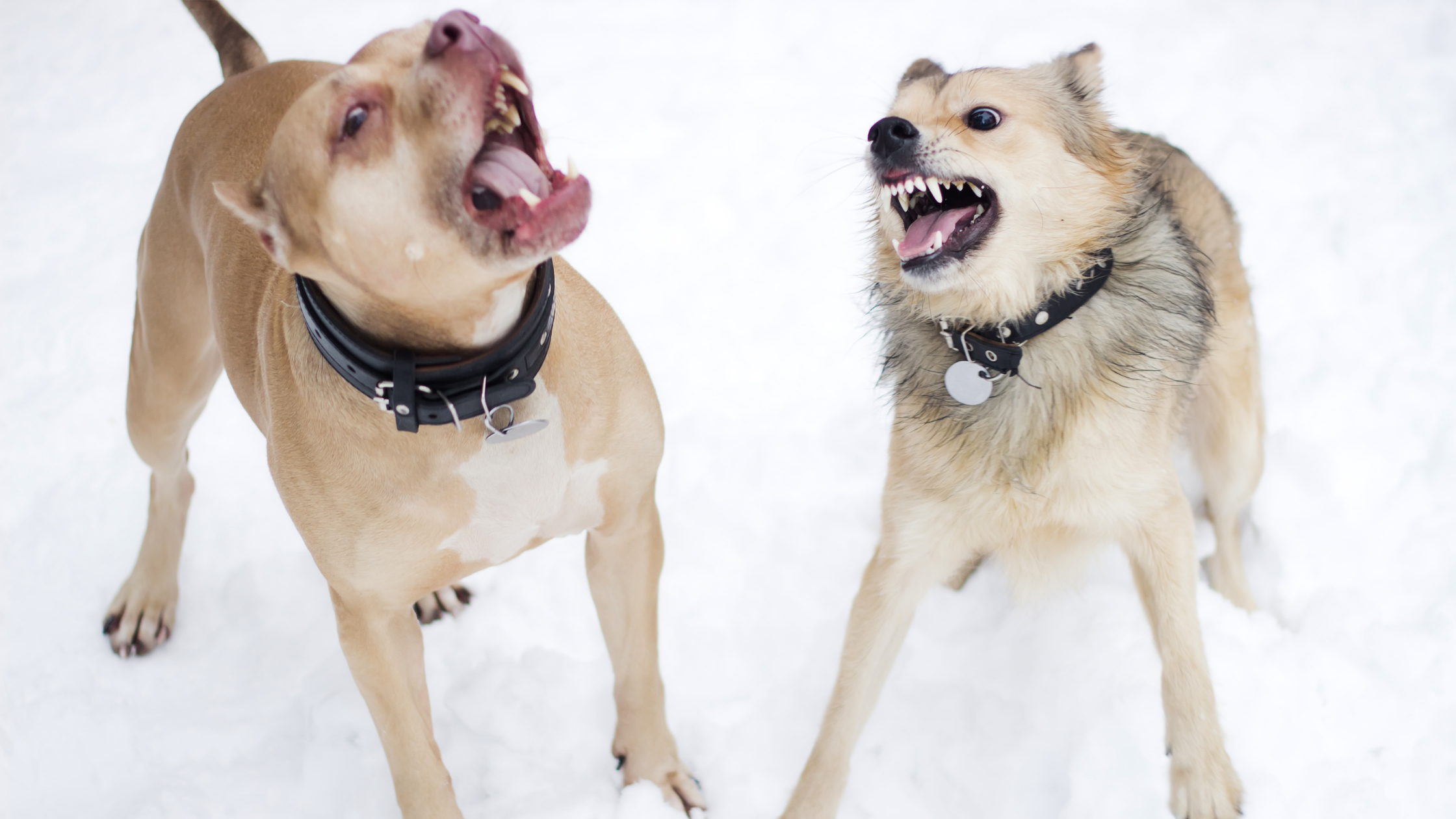 Dog-To-Dog Aggression and How To Control It?