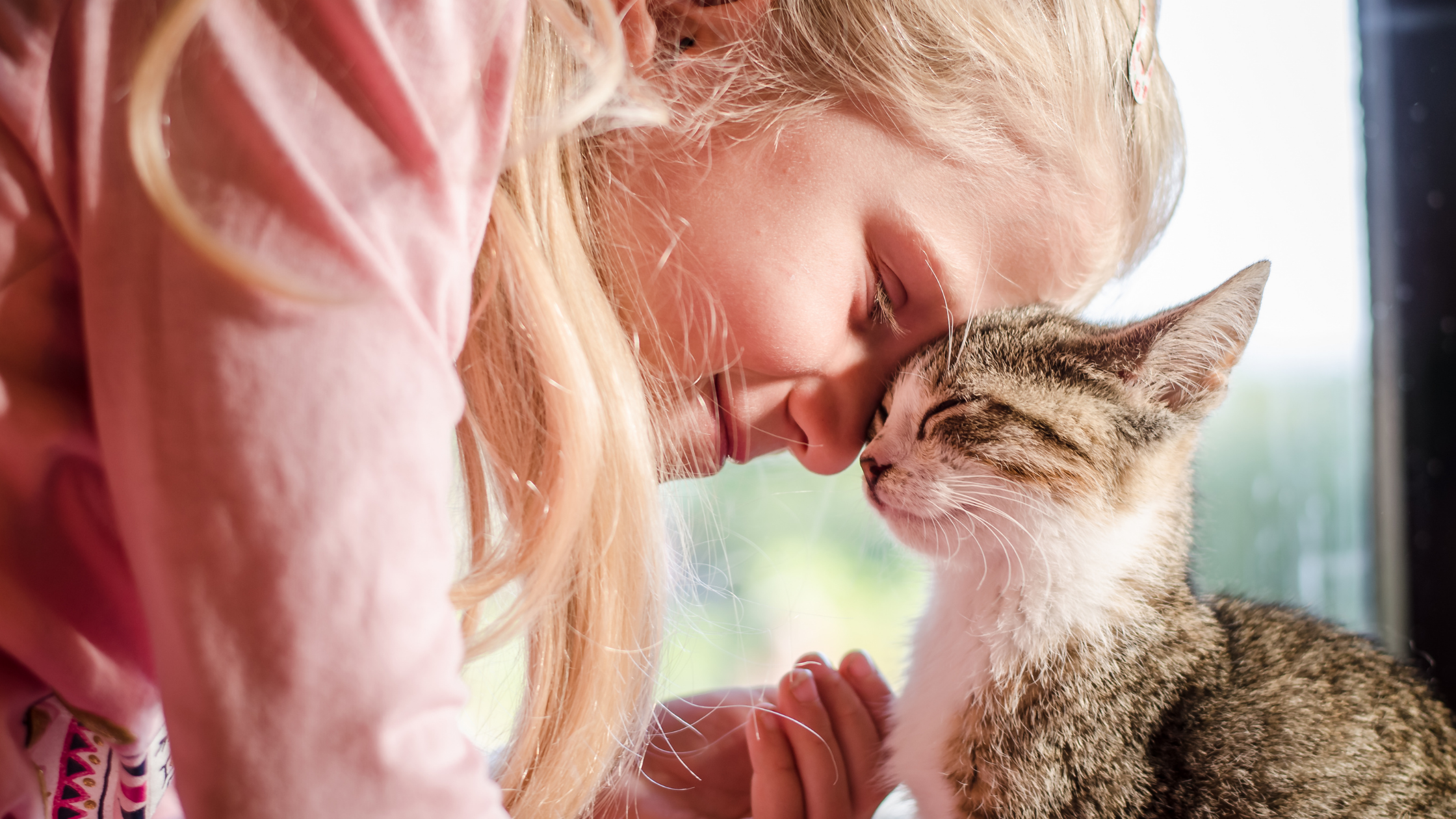 12 Signs Your Cat Is Healthy And Happy