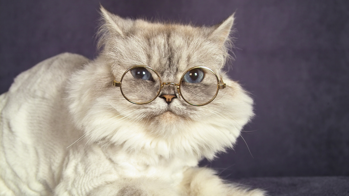 Senior Cat Nutrition 101 - Cat Food & Cat Nutrition (Part 3)