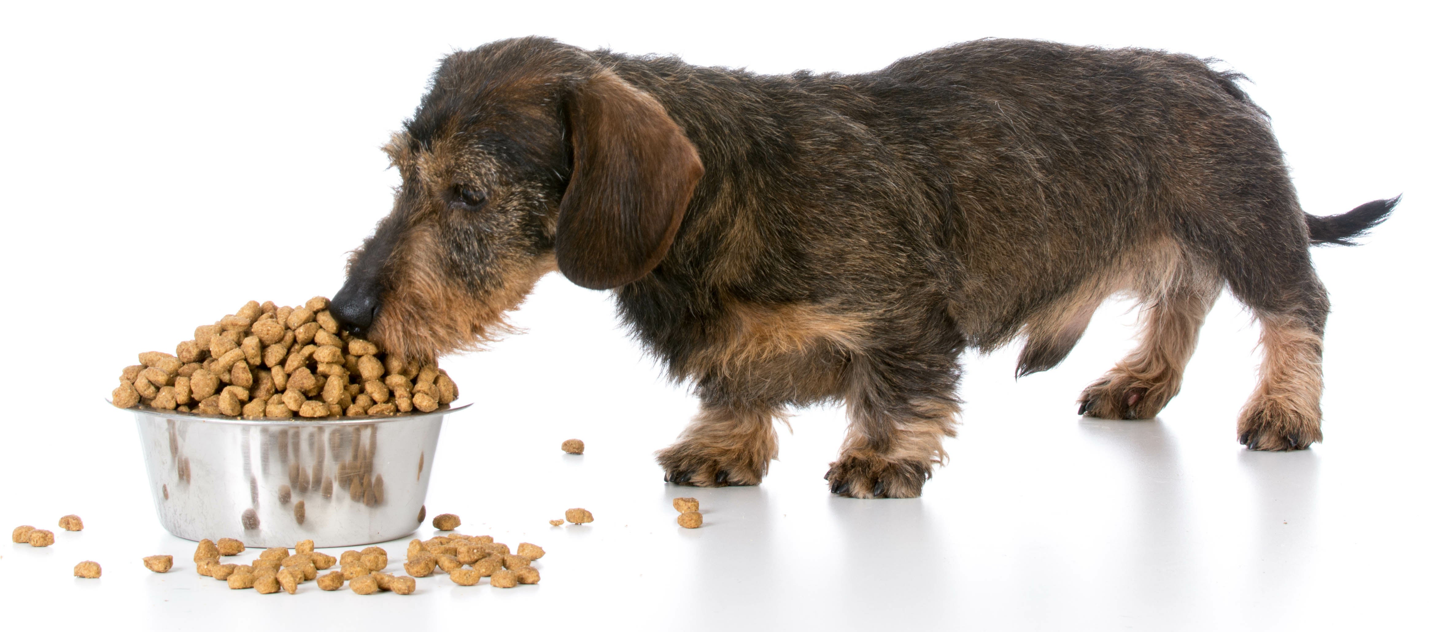 Is Kibble Good for Dogs?