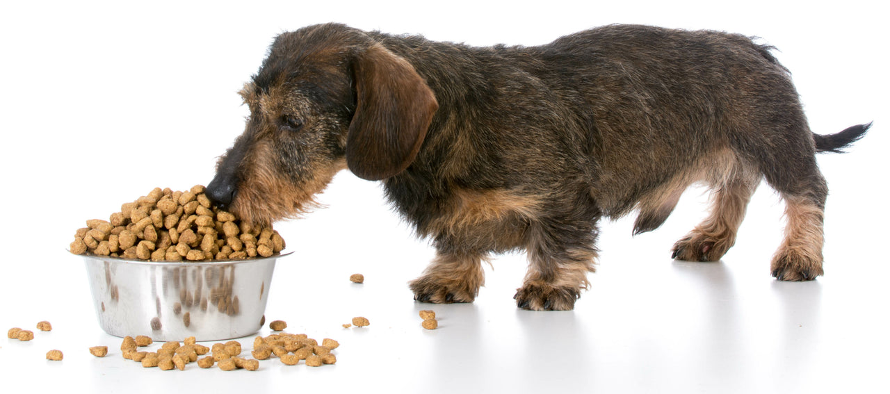 Is Kibble Good for Dogs? ARMOR THE POOCH