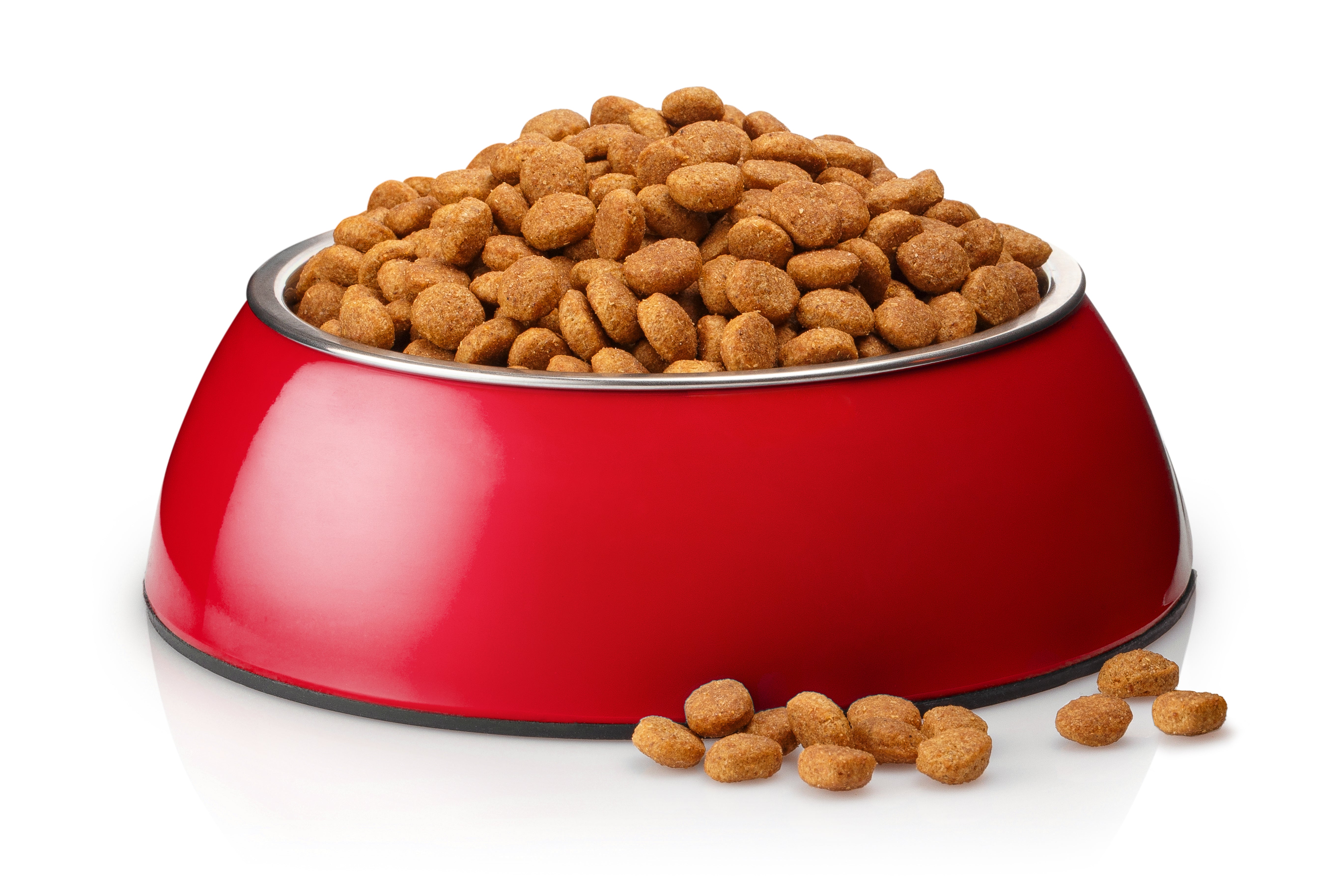 When to Change Your Cat’s Food: 4 Easy Tips for Switching Cat Food