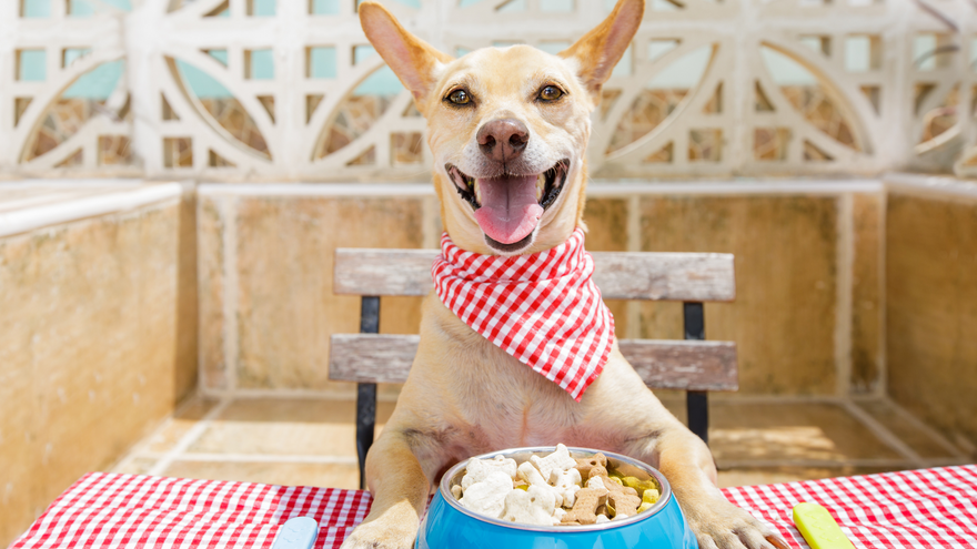 Adult Dog Nutrition 101