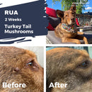 Adored Beast - Turkey Tail Mushrooms (Liquid Triple Extract)