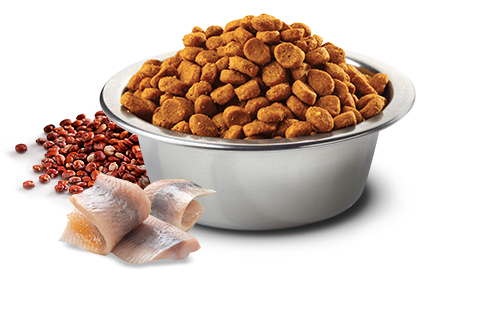 Farmina - N&D Quinoa - Skin & Coat Herring & Quinoa Med/Maxi (Dry Dog Food)