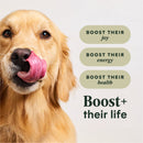 Instinct Raw Boost Gut Health Whole Grain Chicken Recipe dry dog food