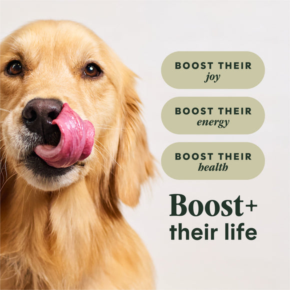 Instinct Raw Boost Gut Health Whole Grain Chicken Recipe dry dog food