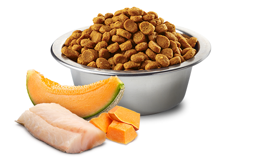 Farmina - N&D Ocean - Cod, Pumpkin & Cantaloupe Melon Medium & Maxi (For Puppies)