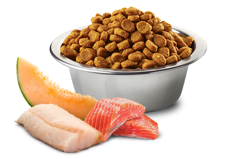 Farmina - N&D Ocean - Salmon, Cod and Cantaloupe Melon Adult Mini (Dry Dog Food)