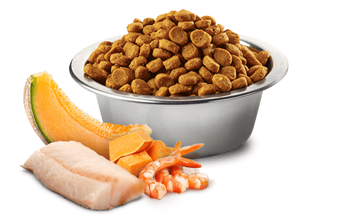 Farmina - N&D Ocean - Cod, Shrimp, Pumpkin and Cantaloupe Kitten Recipe (Dry Cat Food)