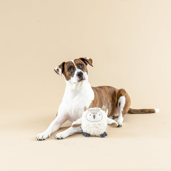 Dog playing with Fringe Studio owl toy