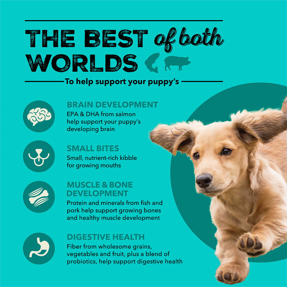 Acana - Healthy Grains - Sea to Farm Puppy Recipe (Dry Dog Food)