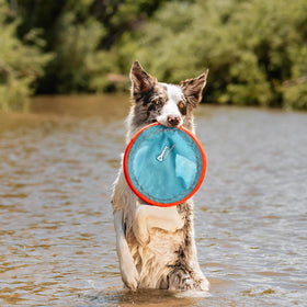 Chuckit! - Paraflight Flying Disc (Fetch & Float Toy)