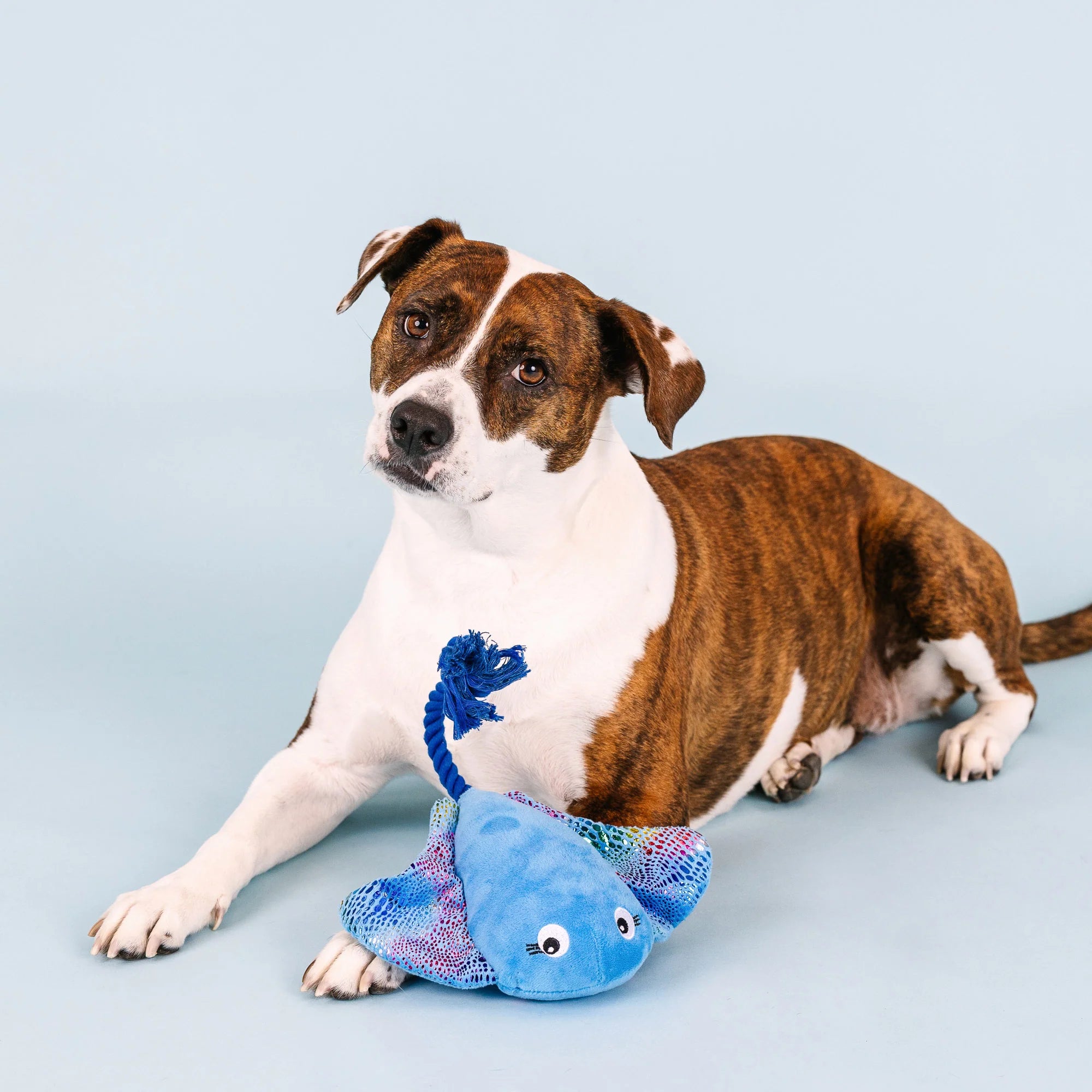 Fringe Studio - Do The Right Sting (For Dogs)