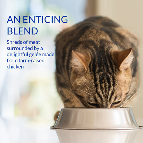 Inaba - Churu Stew - Chicken with Salmon Recipe (For Cats)