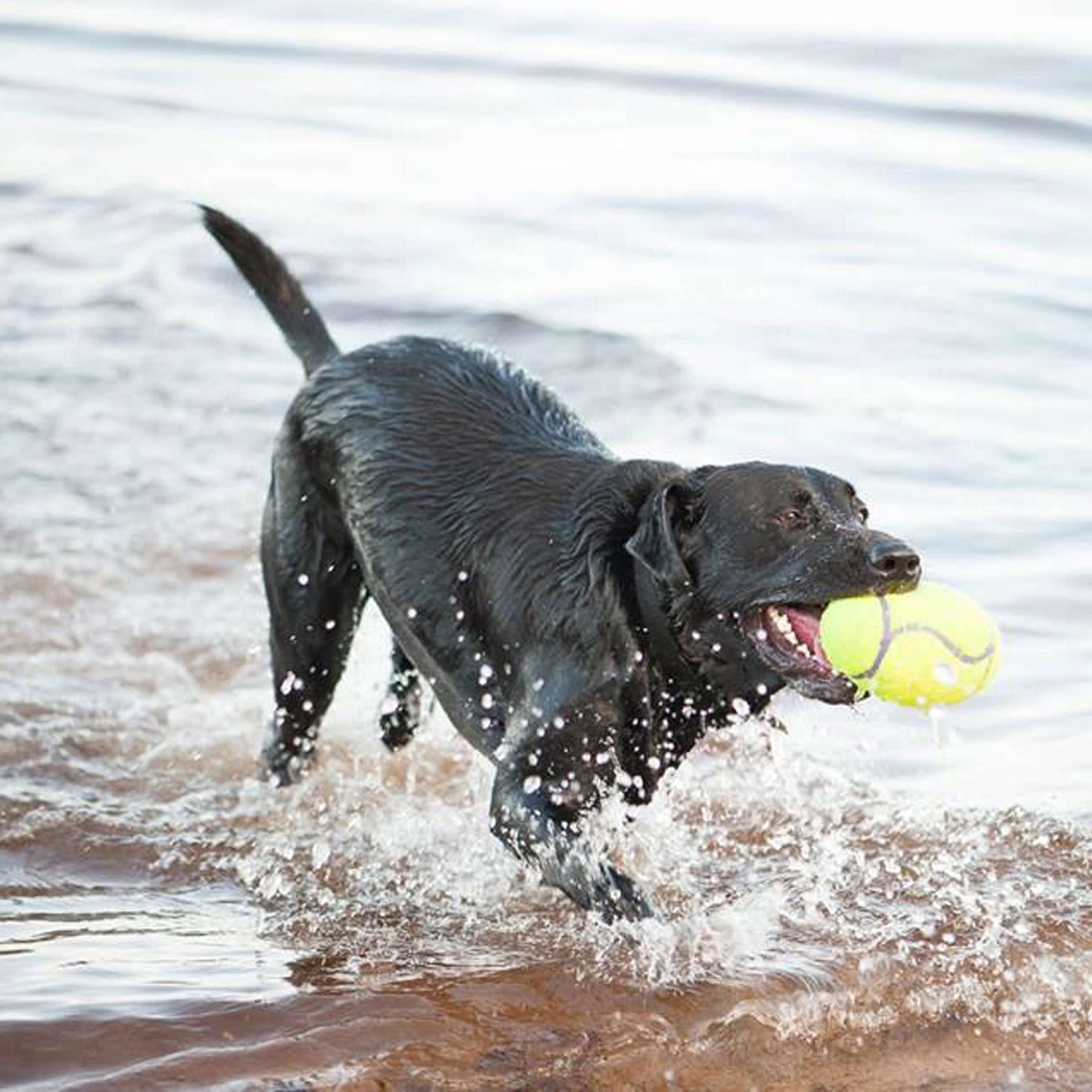 KONG - AirDog Squeaker Football