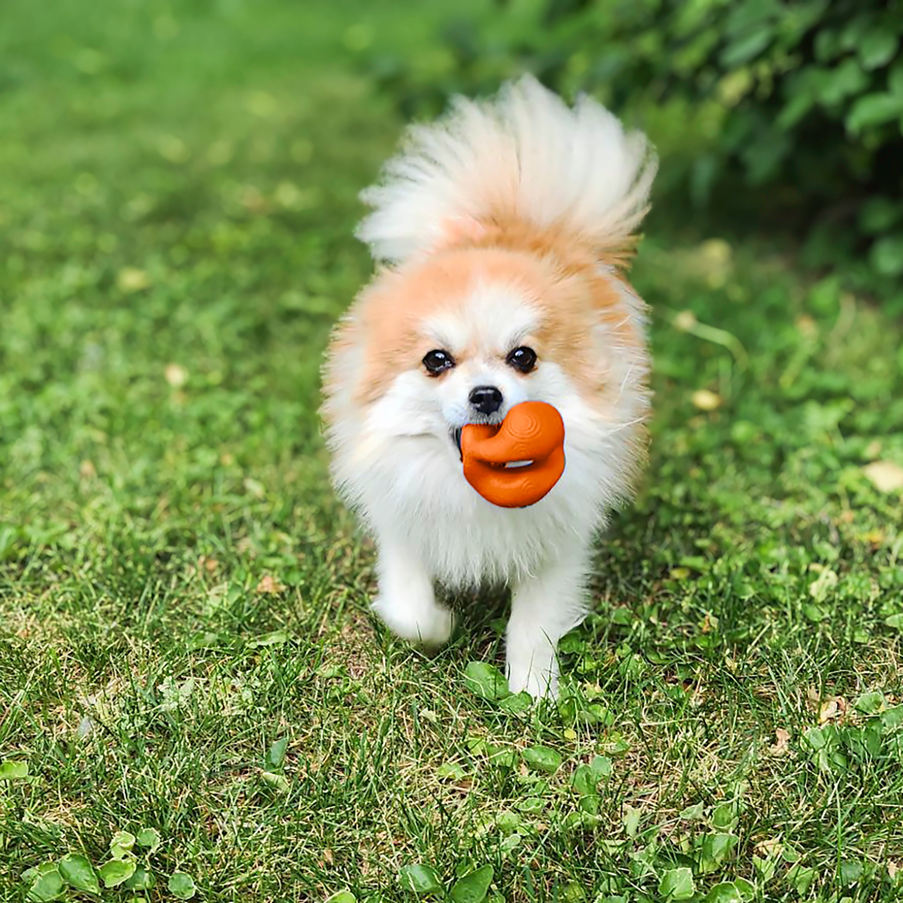 KONG - Ogee ORB (For Dogs)