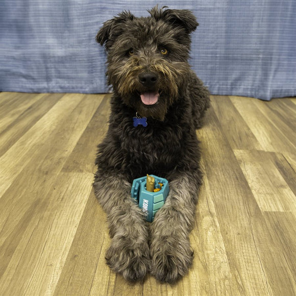 KONG - Reward Roll Upz Ball (For Dogs)
