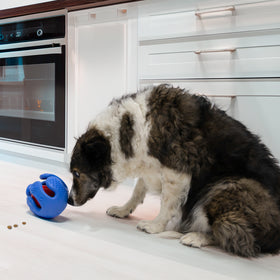 KONG - Rewards Wrapz (For Dogs)