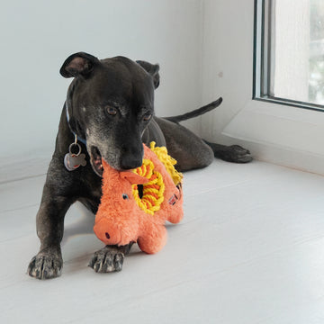 KONG - Ringaroos Pig (For Dogs) 