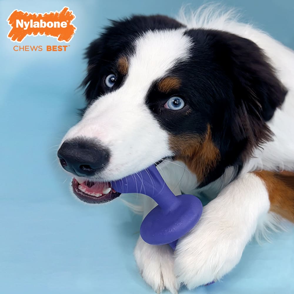 Nylabone - Power Chew Rolling Dog Toy (Bacon Falvor)