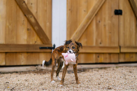 P.L.A.Y - Barnyard Buddies - Pig (Dog Toys)