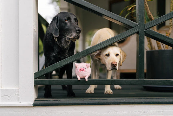 P.L.A.Y - Barnyard Buddies - Pig (Dog Toys)