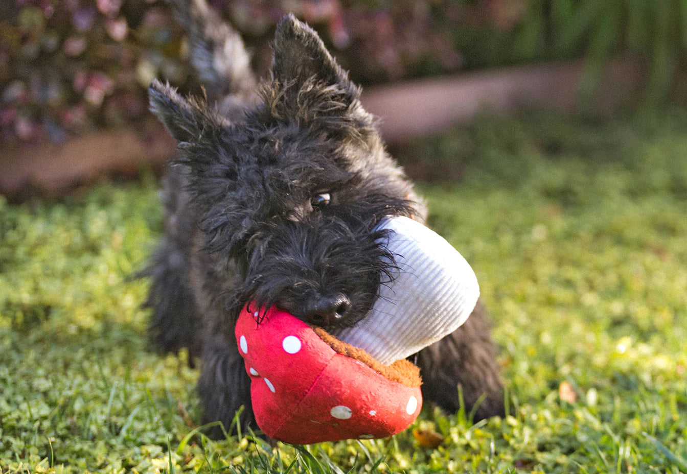 P.L.A.Y -     Blooming Buddies Mutt's Mushroom (Dog Toy)