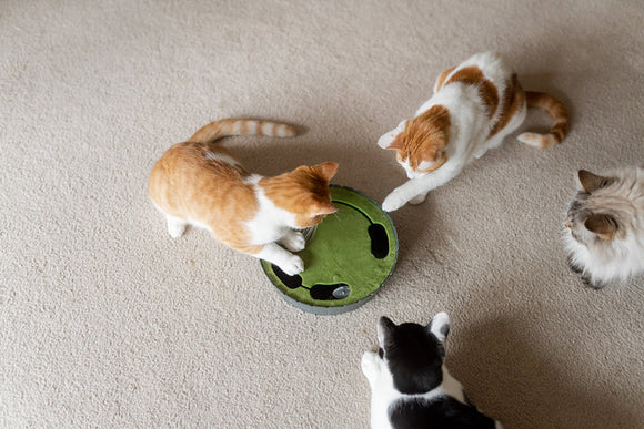 P.L.A.Y - Peek-a-boo Mouse Interactive Cat Toy - (For Cats)