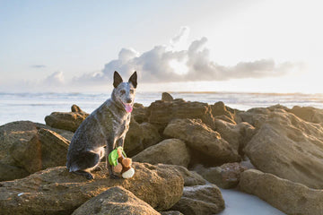 P.L.A.Y - Tropical Paradise Collection - Puppy Palm (Dog Toys)