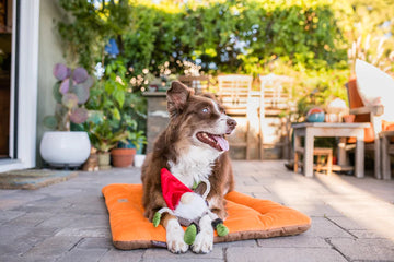 P.L.A.Y - Willow's Mythical Collection - Ned the Gnome (Dog Toys)
