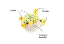 P.L.A.Y Puffer Fish toy features and spiky squeaker ball