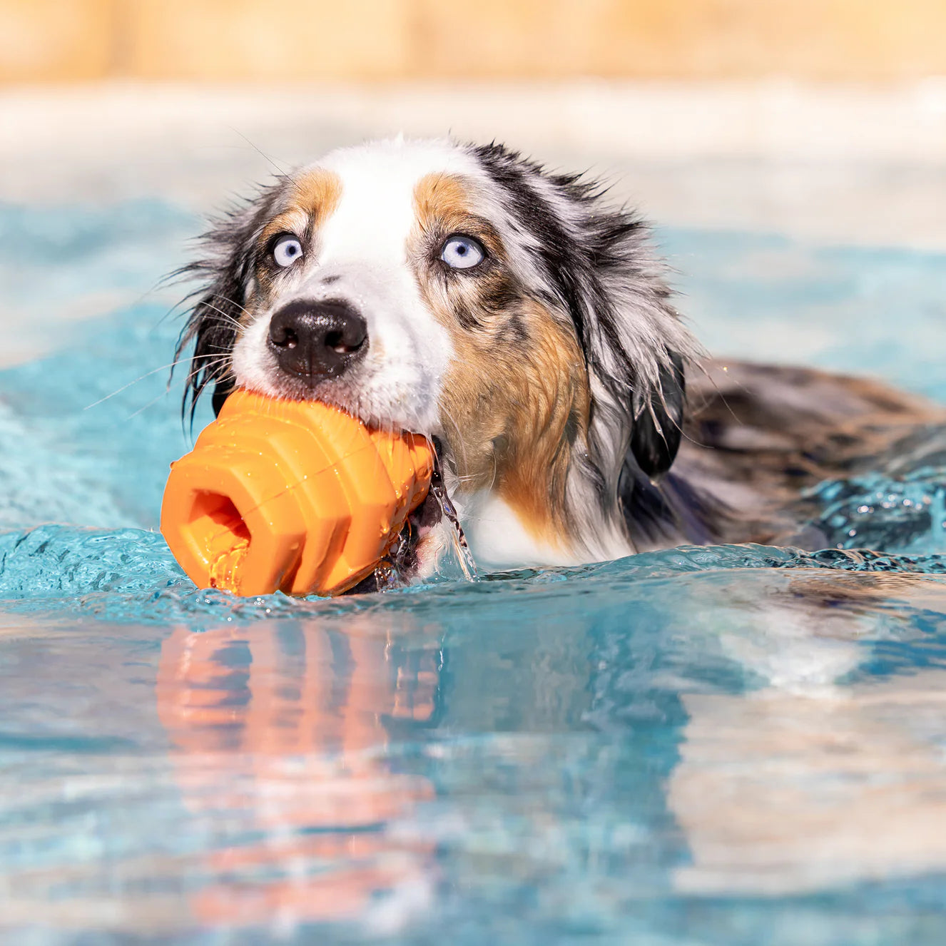 Project Hive - Hive Chew - Sweet Mango Scent (For Dogs)