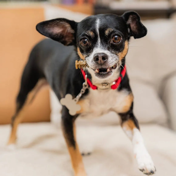 Stella & Chewy's - Dental Delights - Extra Small Chicken Parsley Flavor (For Dogs)