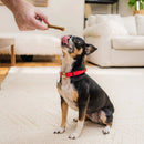 Stella & Chewy's - Dental Delights - Extra Small Chicken Parsley Flavor (For Dogs)