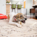 Stella & Chewy's - Medium Dental Delights Chicken Parsley Flavor (For Dogs)